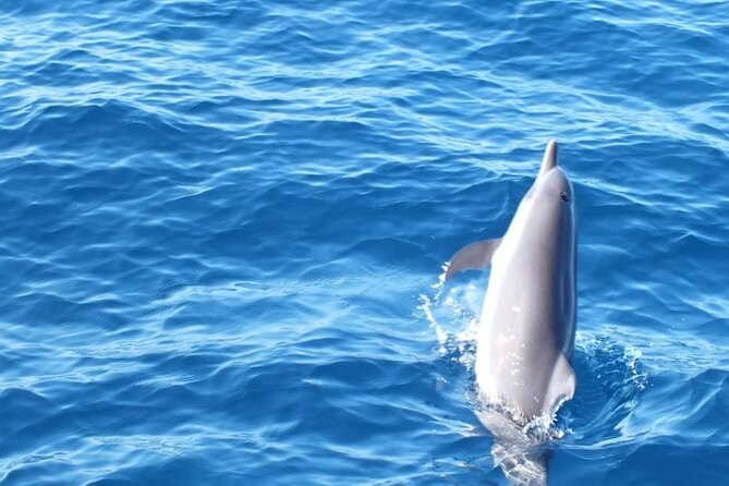 Dolphin & Whale Watching in Puerto Escondido - Whales, turtles, rays, and the luck factor