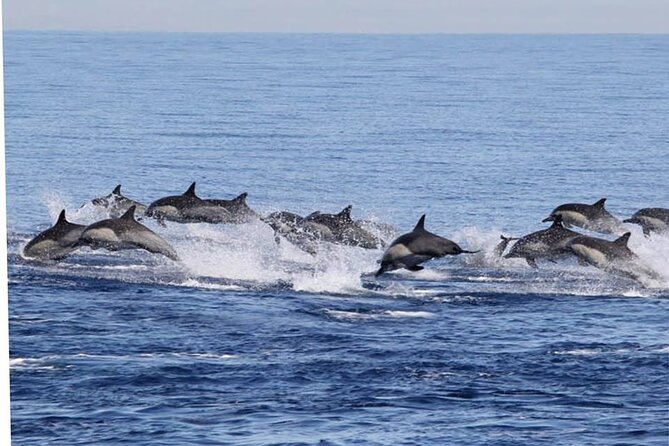 Dolphin & Whale Watching in Puerto Escondido - The environmental question you should consider