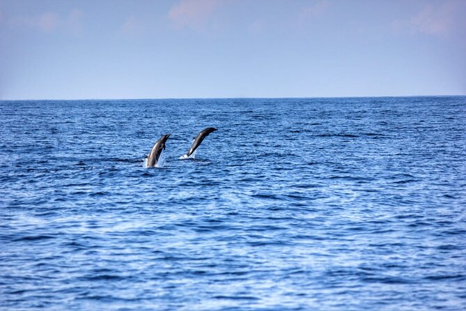 Dolphin & Whale Watching in Puerto Escondido - What the $65.57 price delivers