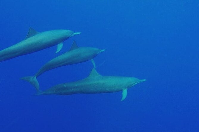 Dolphin & Whale Watching in Puerto Escondido - Why the 7 am departure is worth the early alarm