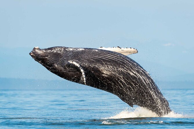Dolphin & Whale Watching with Marine Biologists - Key points to know before booking