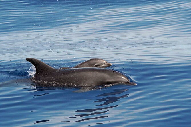 Dolphin & Whale Watching with Marine Biologists - Why this Huatulco boat trip feels different