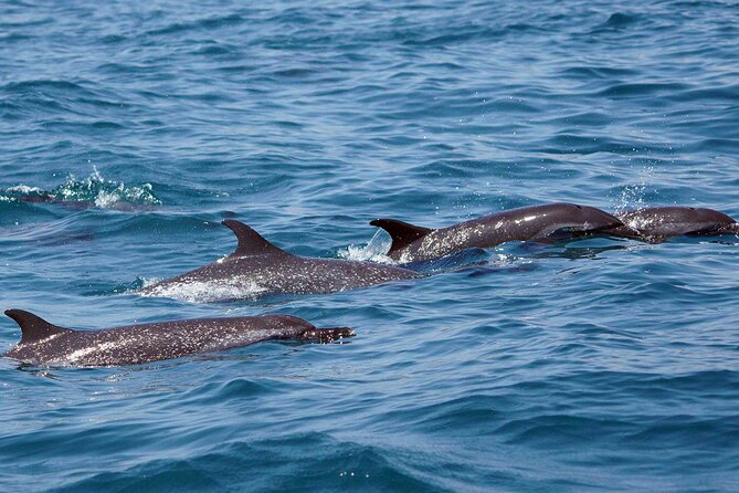 Dolphin & Whale Watching with Marine Biologists - Whales from December through March