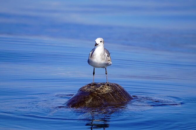 Dolphin & Whale Watching with Marine Biologists - Dolphins, turtles, rays, and surprise sightings