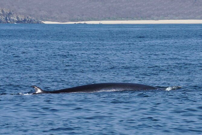 Dolphin & Whale Watching with Marine Biologists - A marine biologist in place of a scripted commentary