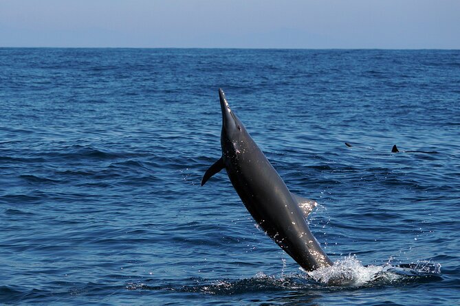 Dolphin & Whale Watching with Marine Biologists - Boat comfort, group size, and what to pack