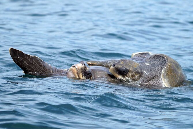 Dolphin & Whale Watching with Marine Biologists - Leaving Chahué Marina at 8:00 am