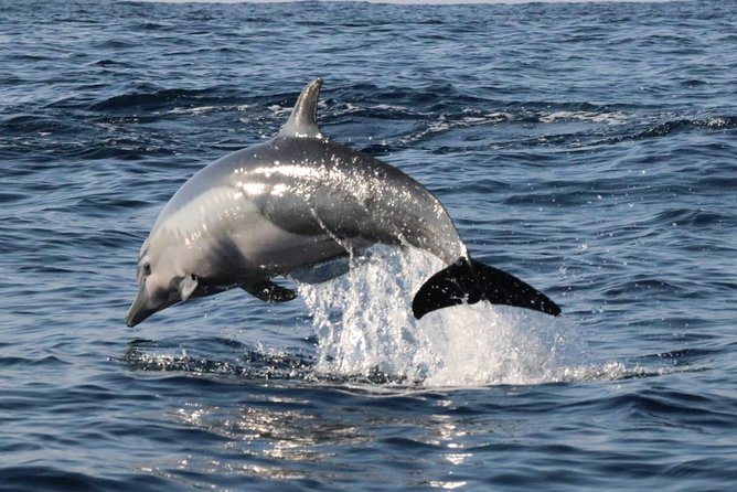 Dolphin & Whale Watching - The captain matters more than the brochure