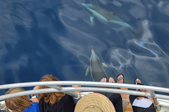 Dolphin & Wildlife Encounters - Mount Maunganui: the coastal opening