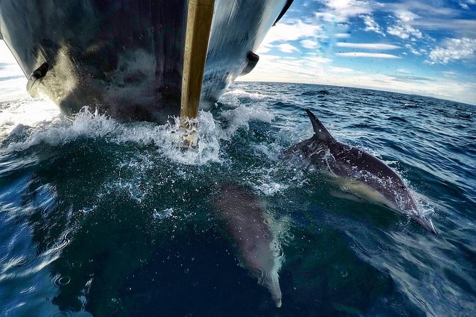 Dolphin & Wildlife Encounters - Pilot Bay and the move toward the islands