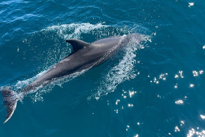 Dolphins and Sea Boat Adventure in Manilva Coast - Why the 10-person limit matters