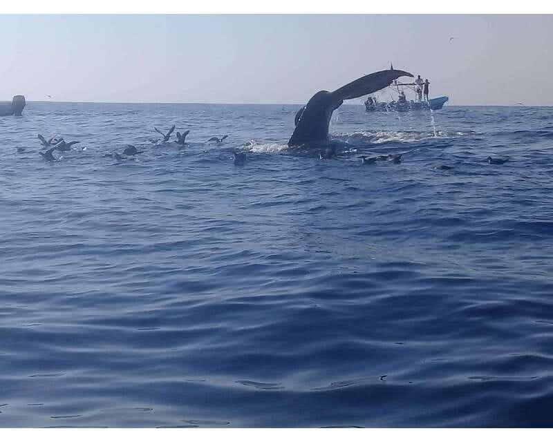 Dolphins and whales watching in Puerto Escondido. - Key points to know before booking