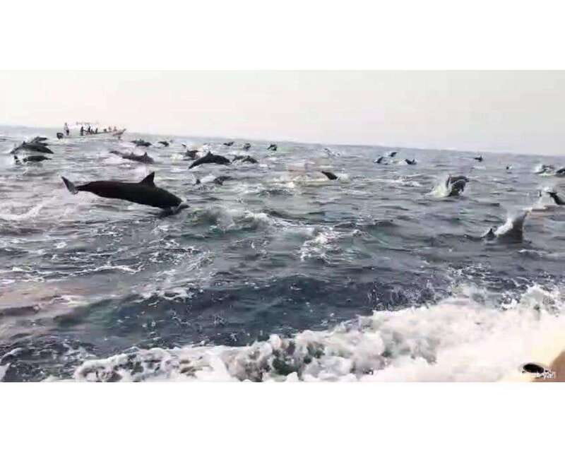 Dolphins and whales watching in Puerto Escondido. - What the Puerto Escondido morning looks like
