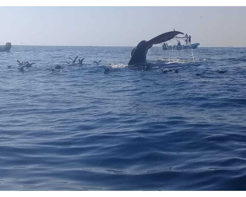 Dolphins and whales watching in Puerto Escondido. - Dolphins, whales, and sea turtles