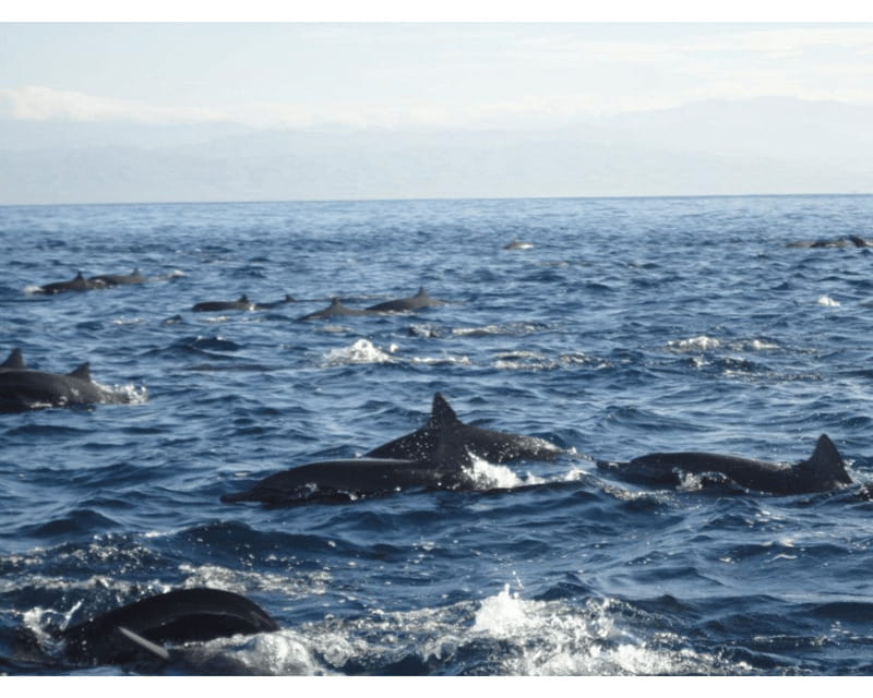 Dolphins and whales watching in Puerto Escondido. - Who will enjoy this morning most