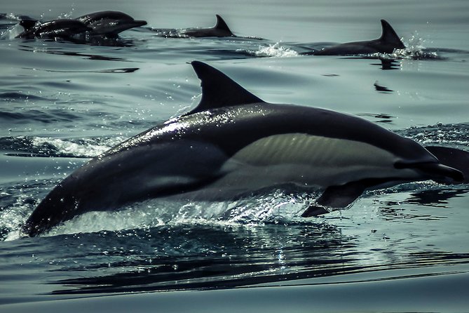 Dolphins & Benagil Caves with Biologist guide - Algar Seco, A Boneca, and Carvoeiro