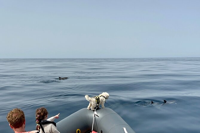 Dolphins & Benagil Caves with Biologist guide - Carvalho Beach and Castelo de Ferragudo