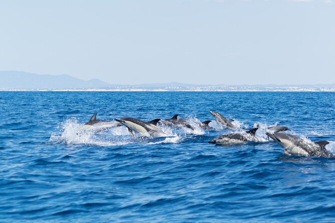 Dolphins & Caves on Rib Boat - Leaving Albufeira Marina on a compact RIB