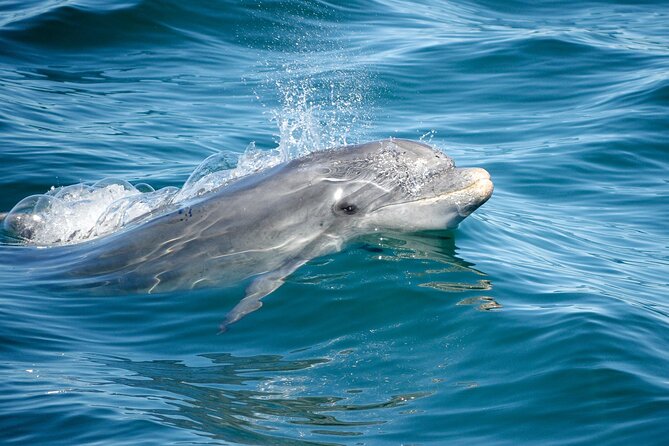 Dolphins & Caves on Rib Boat - Weather, cancellations, and the practical risk
