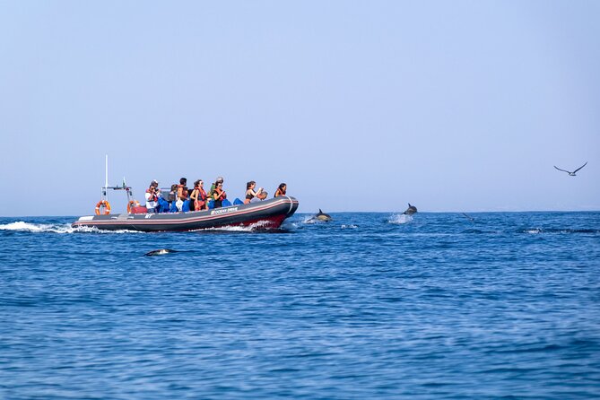 Dolphins & Caves on Rib Boat - What to bring and how to plan your day