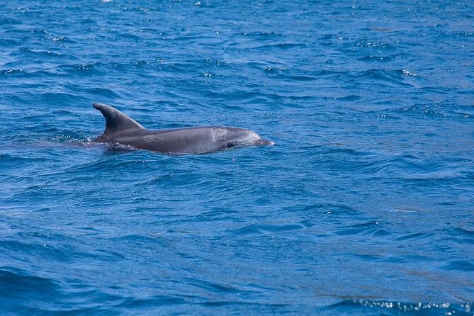 Dolphins Circus tour in Small group - Timing, pickup, and cancellation details