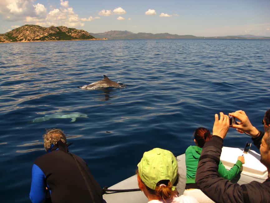 Dolphins: Dolphin Watching Tour and Capo Figari by Raft - Figarolo Island and the first wildlife search