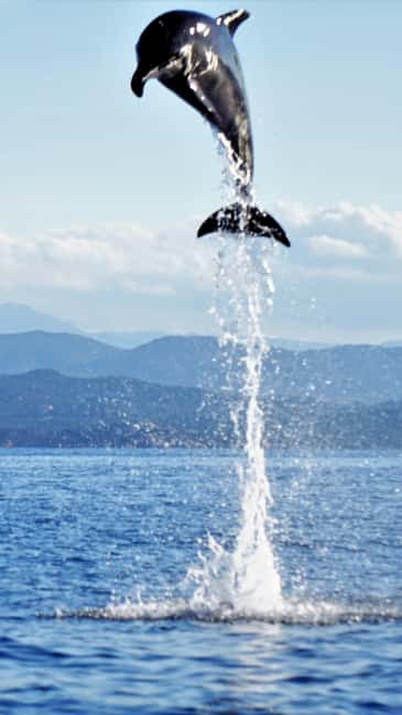 Dolphins: Dolphin Watching Tour and Capo Figari by Raft - Capo Figari’s cliffs and coastal coves