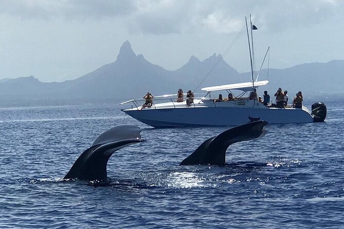 Dolphins Encounter and Whale Watching - Setting out from Black River before the heat