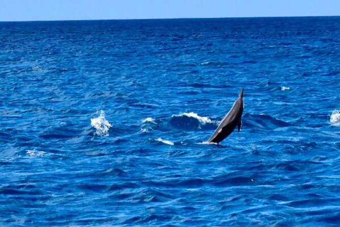 Dolphins Encounter and Whale Watching - Snorkeling on the coral reef