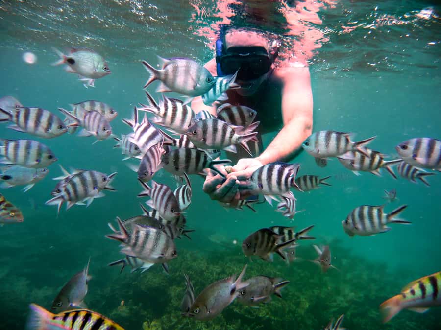 Dolphins: Private, Snorkel, CrystalRock, ileoBenitiers,lunch - Snorkeling in the natural aquarium