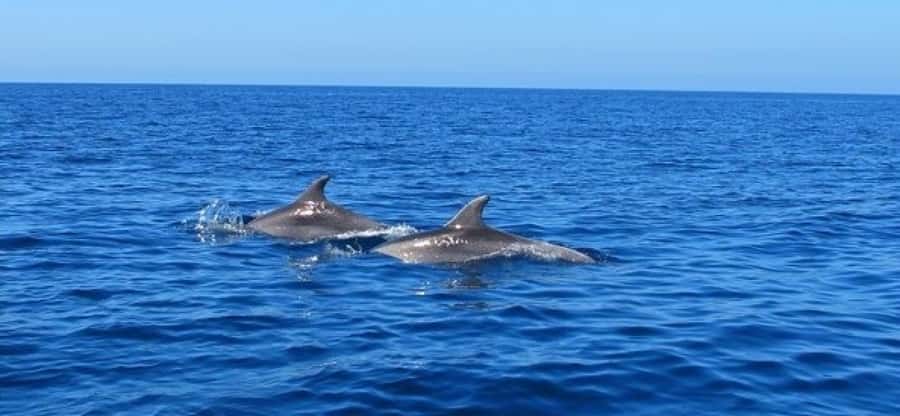 Dolphins: Private, Snorkel, CrystalRock, ileoBenitiers,lunch - Timing, weather, and small practical details
