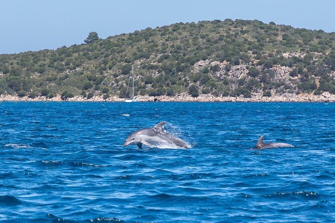 Dolphins Rib boat (up 6 people) Private - Families, swimming ability, and comfort