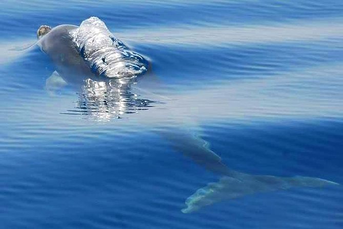 Dolphins Search and Benagil Caves from Albufeira - Why this Albufeira boat trip is worth considering