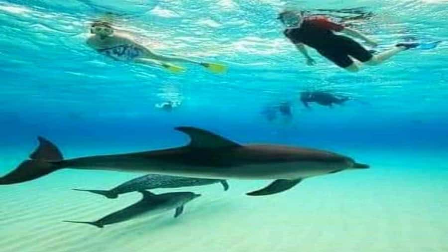 Dolphins & Snorkeling Zanzibar: Mnemba Island Tour - Key things to know before you book