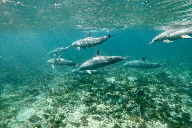 Dolphins Tour - A short briefing before heading offshore