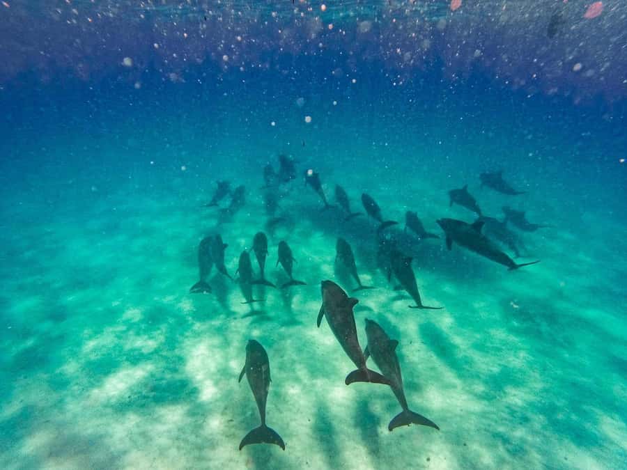 Dolphins tour and turtles swimming in kizimkazi - Kizimkazi dolphins and the shape of the day