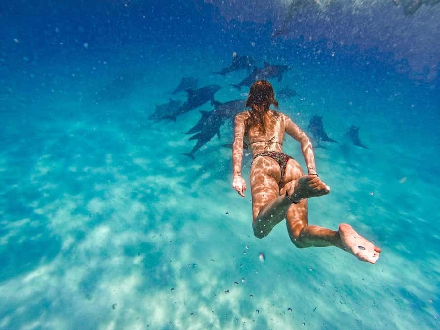 Dolphins tour and turtles swimming in kizimkazi - Guides, languages, and the private-group advantage