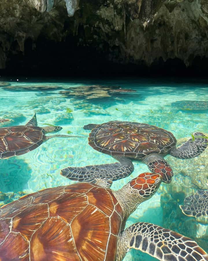 Dolphins tour and turtles swimming in kizimkazi - What the speedboat ride is really like