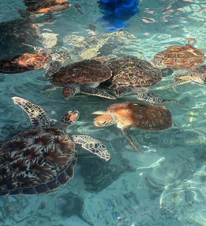 Dolphins tour + mnemba island snorkeling + salaam turles - Who will enjoy this day most