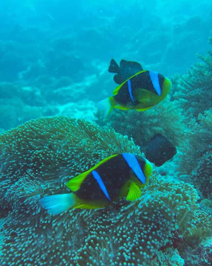 Dolphins tour + mnemba island snorkeling + salaam turles - Salaam Cave Aquarium and the sea turtles