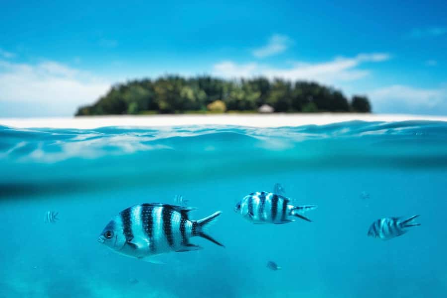 Dolphins tour + mnemba island snorkeling + salaam turles - What the $150 price is really buying