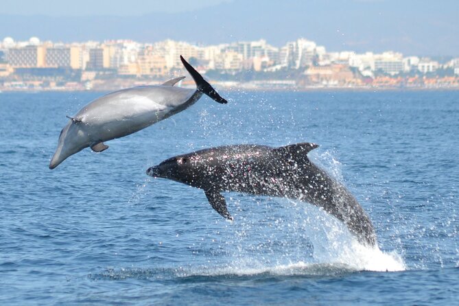 Dolphins Watching - Key points to know before booking