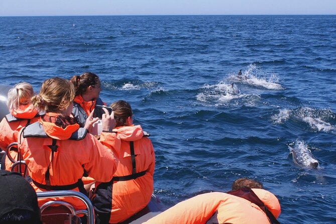 Dolphins Watching - Setting out from Portimão Marina