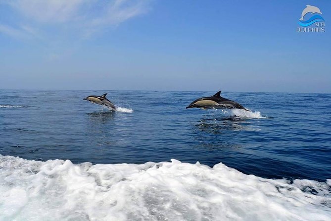 Dolphins Watching - Portugal’s protection of dolphins