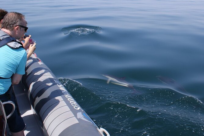 Dolphins Watching - Is $42.24 a fair price?