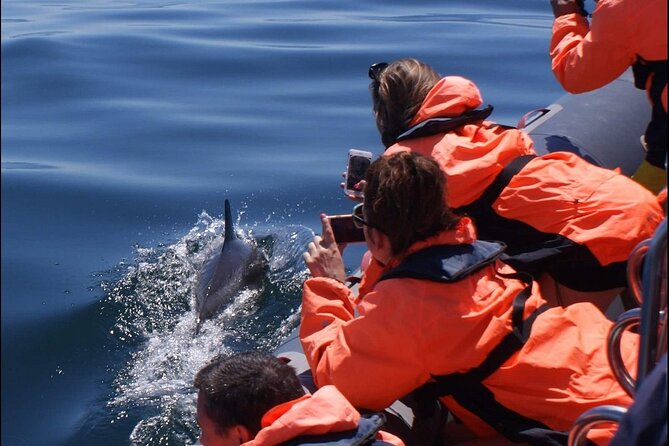 Dolphins Watching - Who will enjoy this most