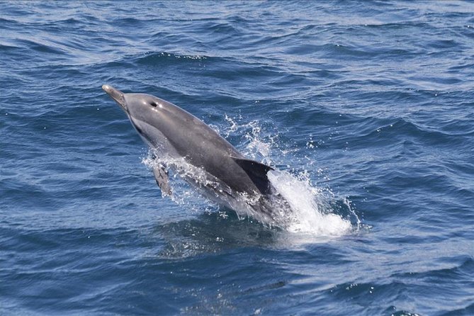 Dolphins Watching in Gibraltar - Day Trip from Seville - Key points to know before you book