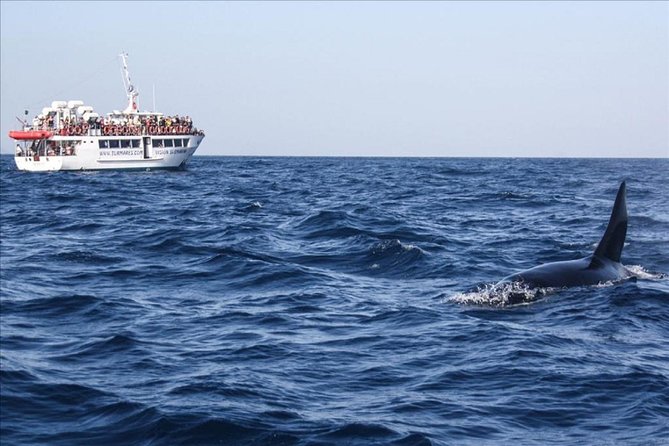 Dolphins Watching in Gibraltar - Day Trip from Seville - Why this Seville day trip is really about the sea