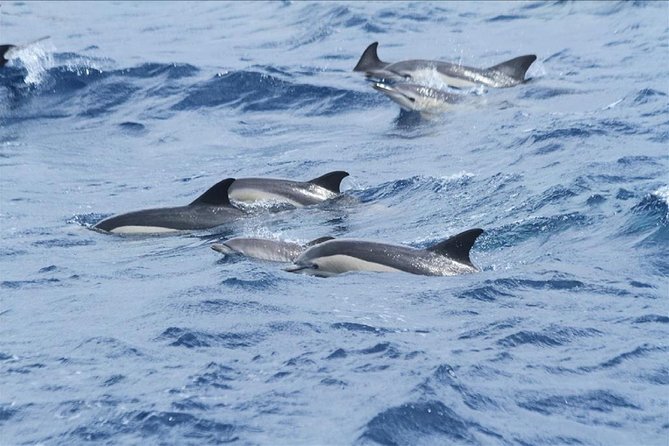 Dolphins Watching in Gibraltar - Day Trip from Seville - Tarifa and the two-hour search for dolphins