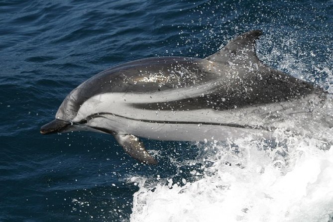 Dolphins Watching in Gibraltar - Day Trip from Seville - What you may see around Gibraltar